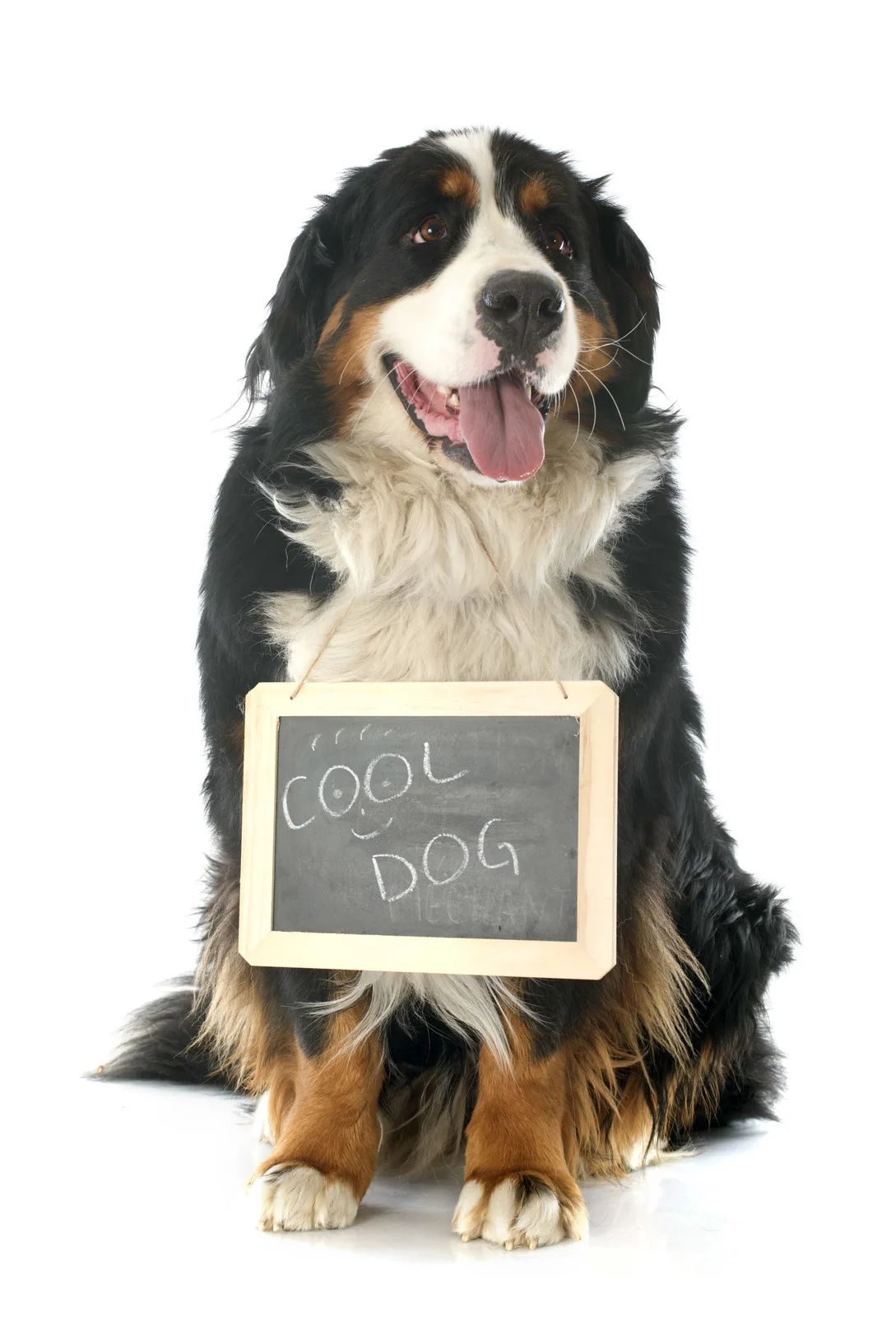 Czy berneńczyk lubi biegać?