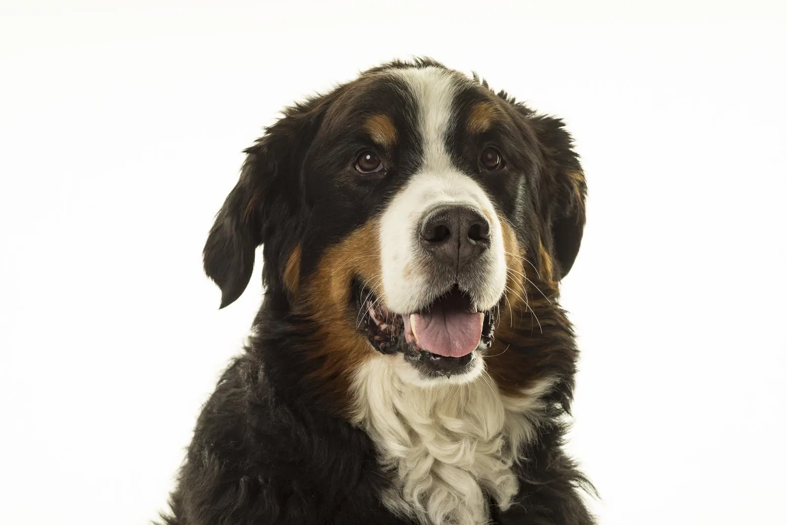 Berneńczyk charakterystyka rasy