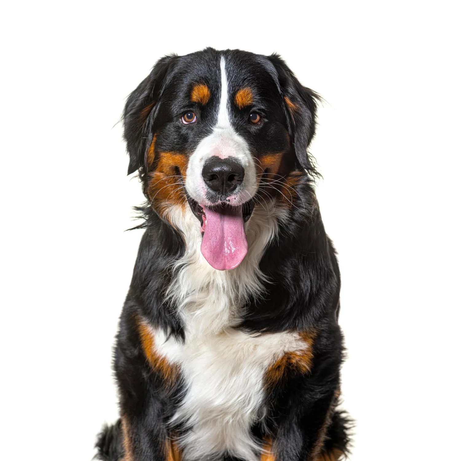 Jak I kiedy wykonać strzyżenie u berneńczyka