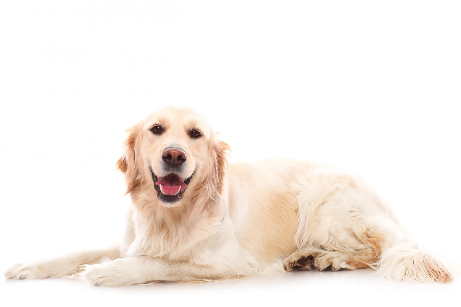 Berneńczyk I golden retriever - podobieństwa