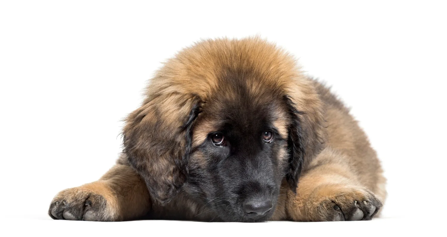 Leonberger czy berneńczyk