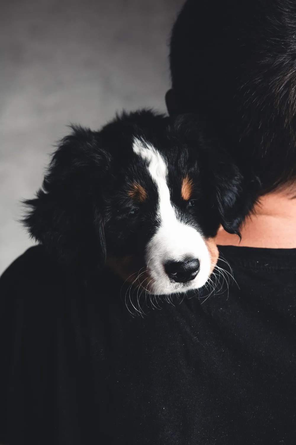 Czy berneńczyk lubi mróz?