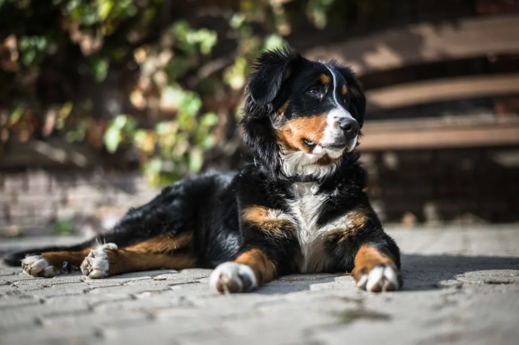 berneński pies pasterski a cavapoo