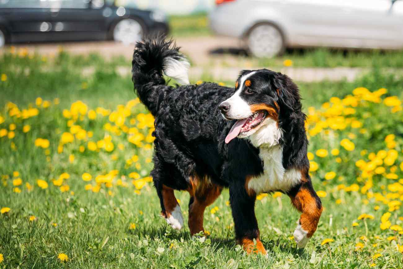 Jak rozpoznać i wykorzystać naturalne predyspozycje rasowe psa w treningu